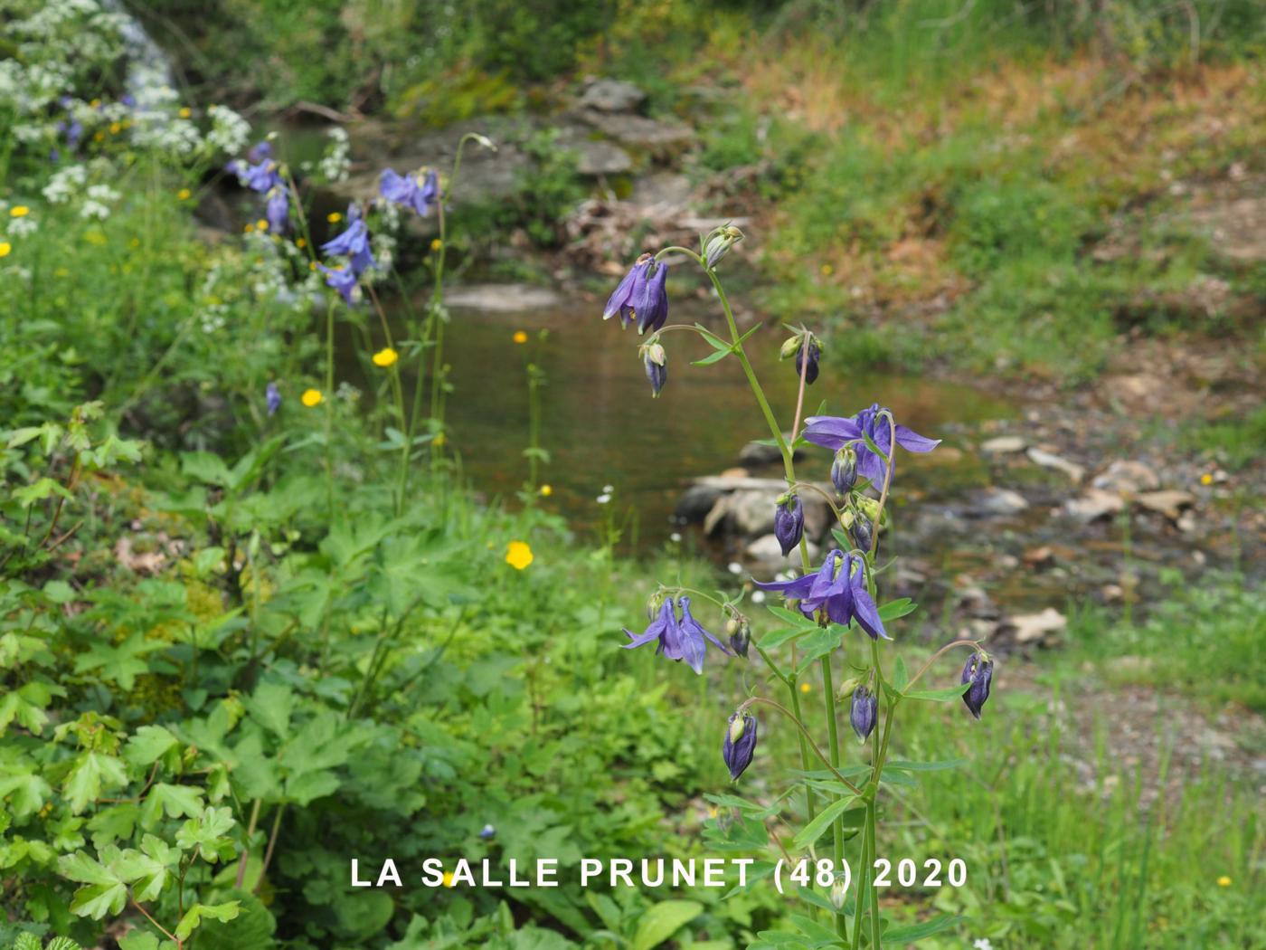 Columbine plant